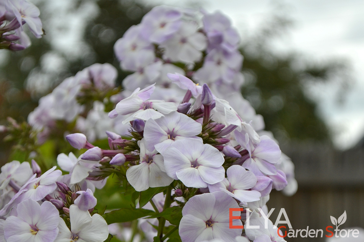 D самый пик цветения флокс Ганс Волмоллер напоминает легкое облако - фото питомника Elya Garden