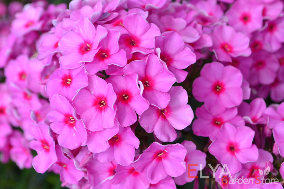 Метельчатый флокс Фондант Фэнси - потрясающе яркое цветение - фото питомника Elya Garden 