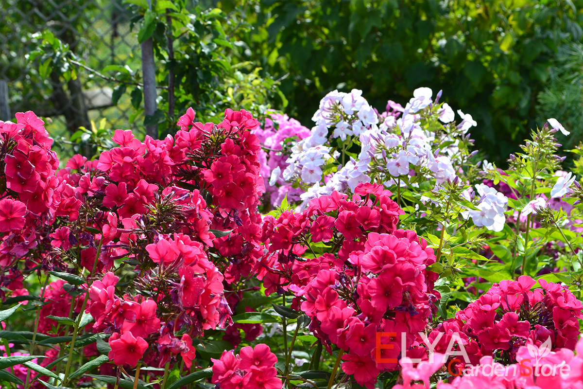 Флокс Песня Малиновки - интересный яркий сорт с очень обильным и продолжительным цветением и не менее интересной расцветкой - фото магазина саженцев Elya Garden