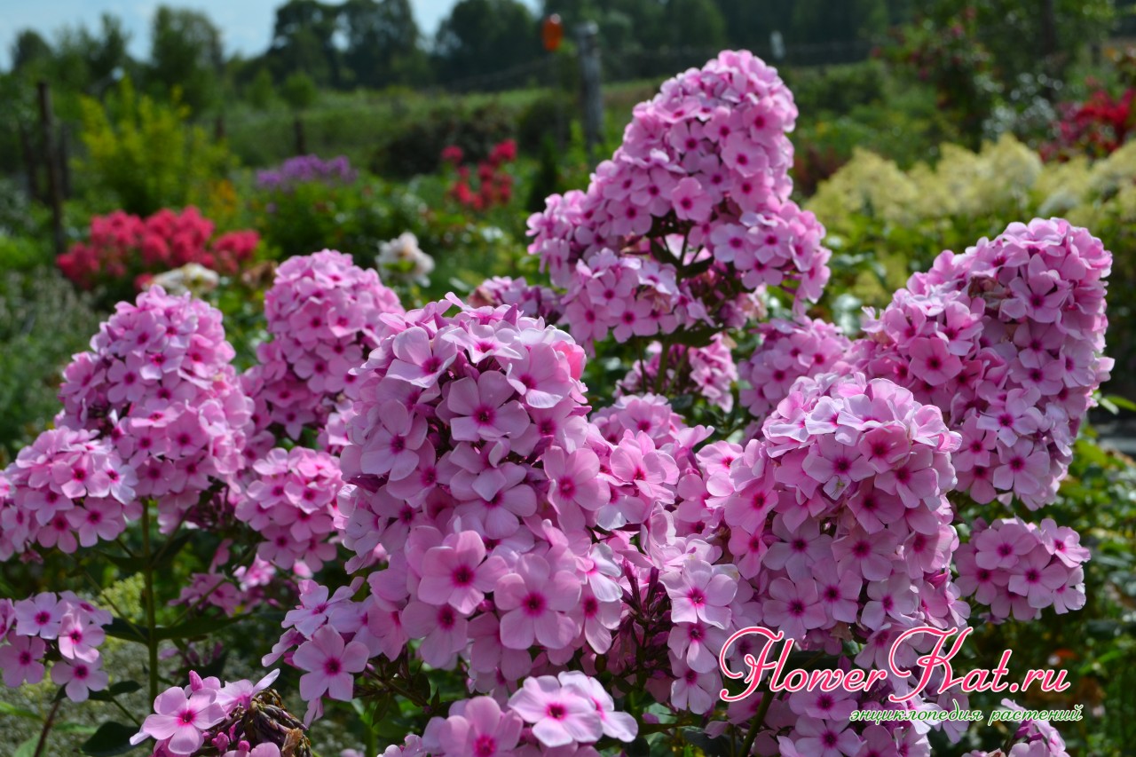 Флокс Бисер - отличный сорт с плотными соцветиями в розово-малиновой палитре - фото магазина саженцев Elya Garden