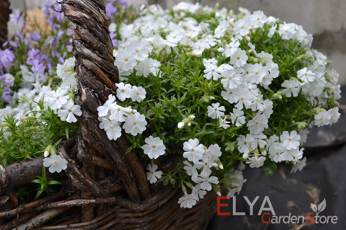 Флокс Вайт Делайт - идеальное почвопокровное растение с обильным и пышным цветением, для которого наверняка найдется место в вашем саду - фото магазина саженцев Elya Garden