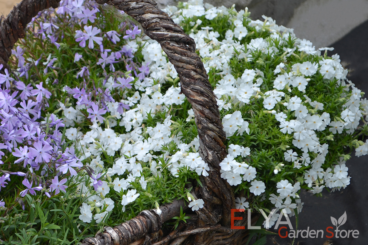 Шиловидный флокс Вайт Делайт - невысокий, но удивительно красивый флокс, который подарит вам пышное цветение в начале лета - фото магазина саженцев Elya Garden