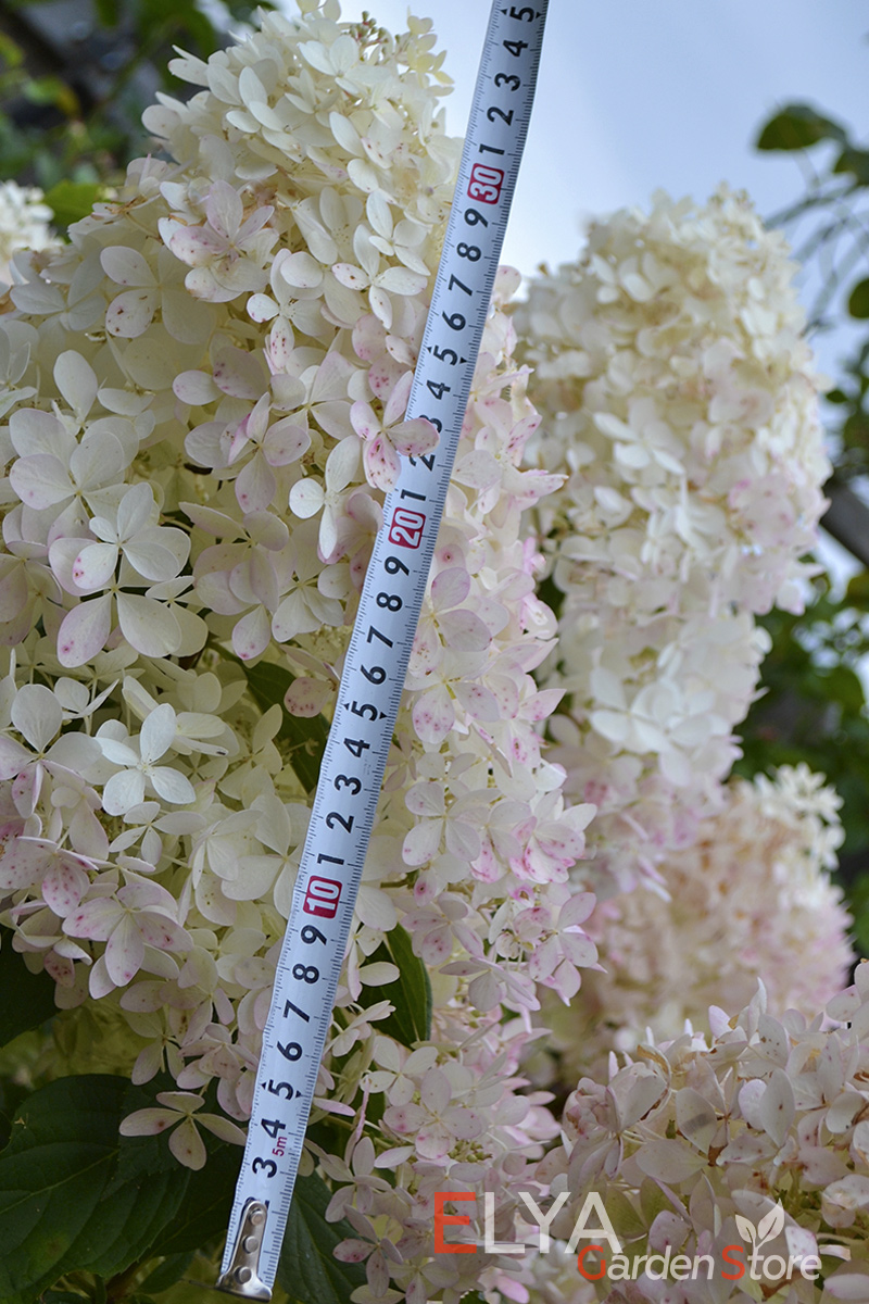 Размер соцветия гортензии Фантом - более 30 см. Сорт цветет очень пышно и обильно - фото магазина саженцев Elya Garden