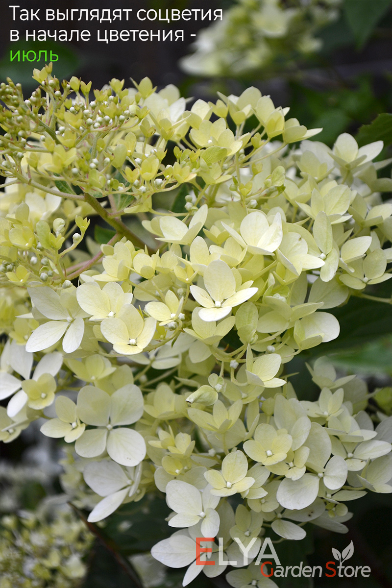 Соцветия гортензии Фантом в начале цветения окрашены в нежный зеленоватый оттенок - фото питомника Elya Garden