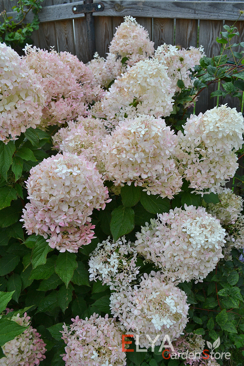 Саженец гортензии Фантом - это большие соцветия в приятной расцветке, пышное цветение, простой уход - фото магазина Elya Garden 