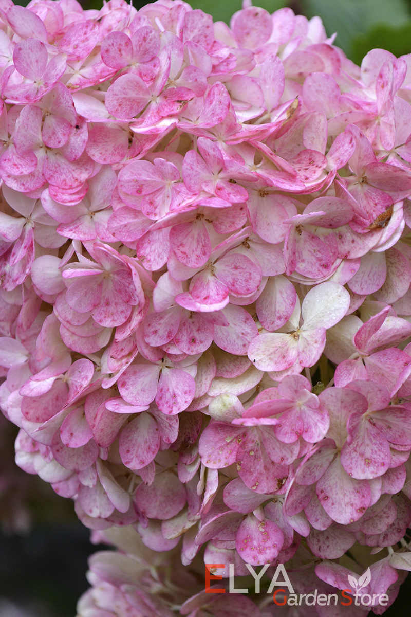 Соцветия гортензии Ванилла Фрейз рано окрашиваются в великолепный розовый и бордовый оттенки и долго не теряют декоративных качеств - фото магазина саженцев Elya Garden