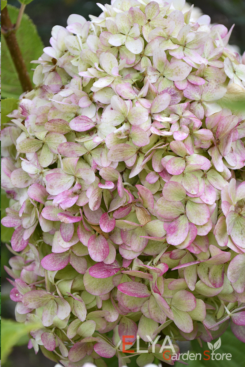 Саженец гортензии Литтл Лаймлайт - потрясающе обильное цветение в нежно-зеленых тонах - фото магазина Elya Garden