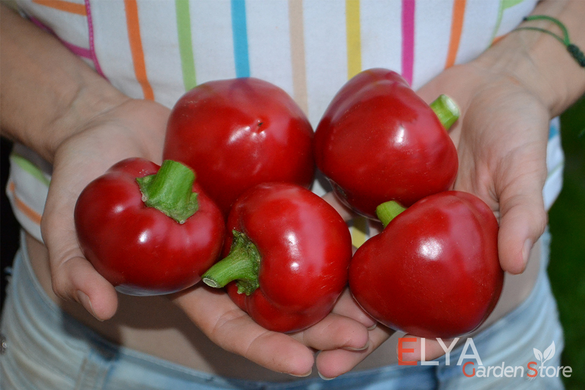 Семена сладкого перца Гогошары Красный - коллекционный сорт - фото 
