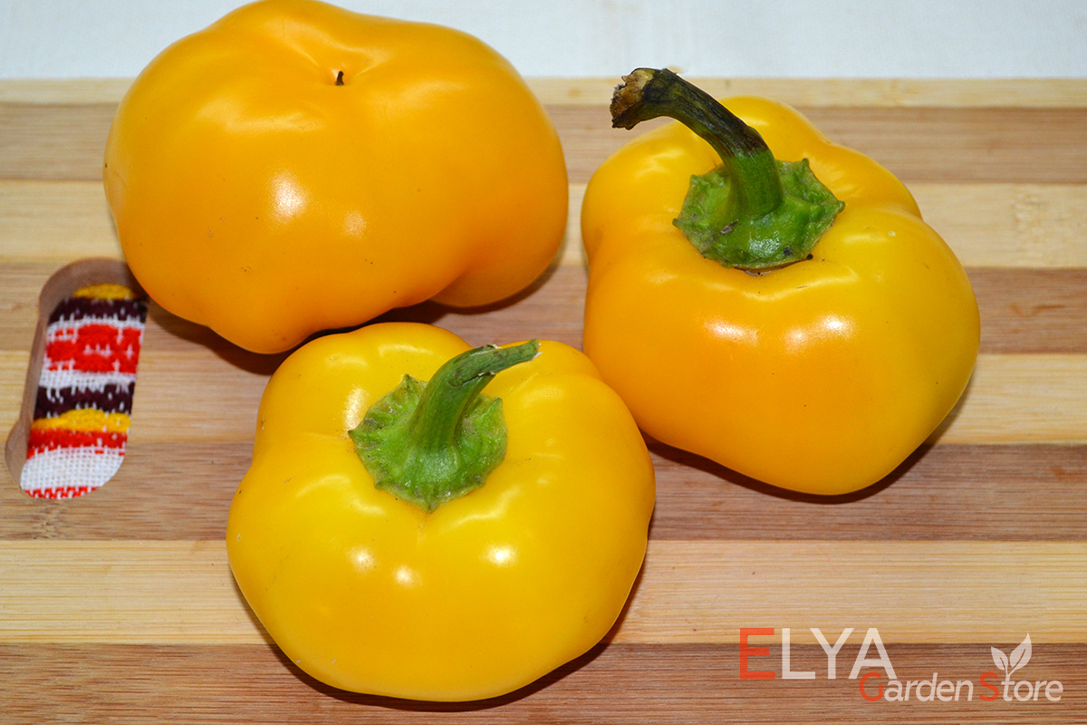 Сладкий перец Гогошары желтый - отличный урожайный и очень вкусный сорт 
