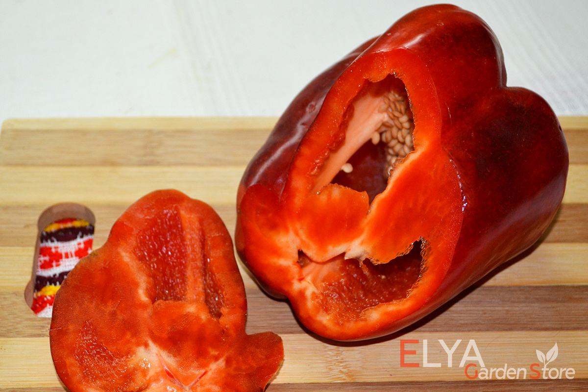 Сладкий перец Purple Studge Red - крупноплодный и очень вкусный сорт с толстой сочной стенкой - семена в магазине Elya Garden