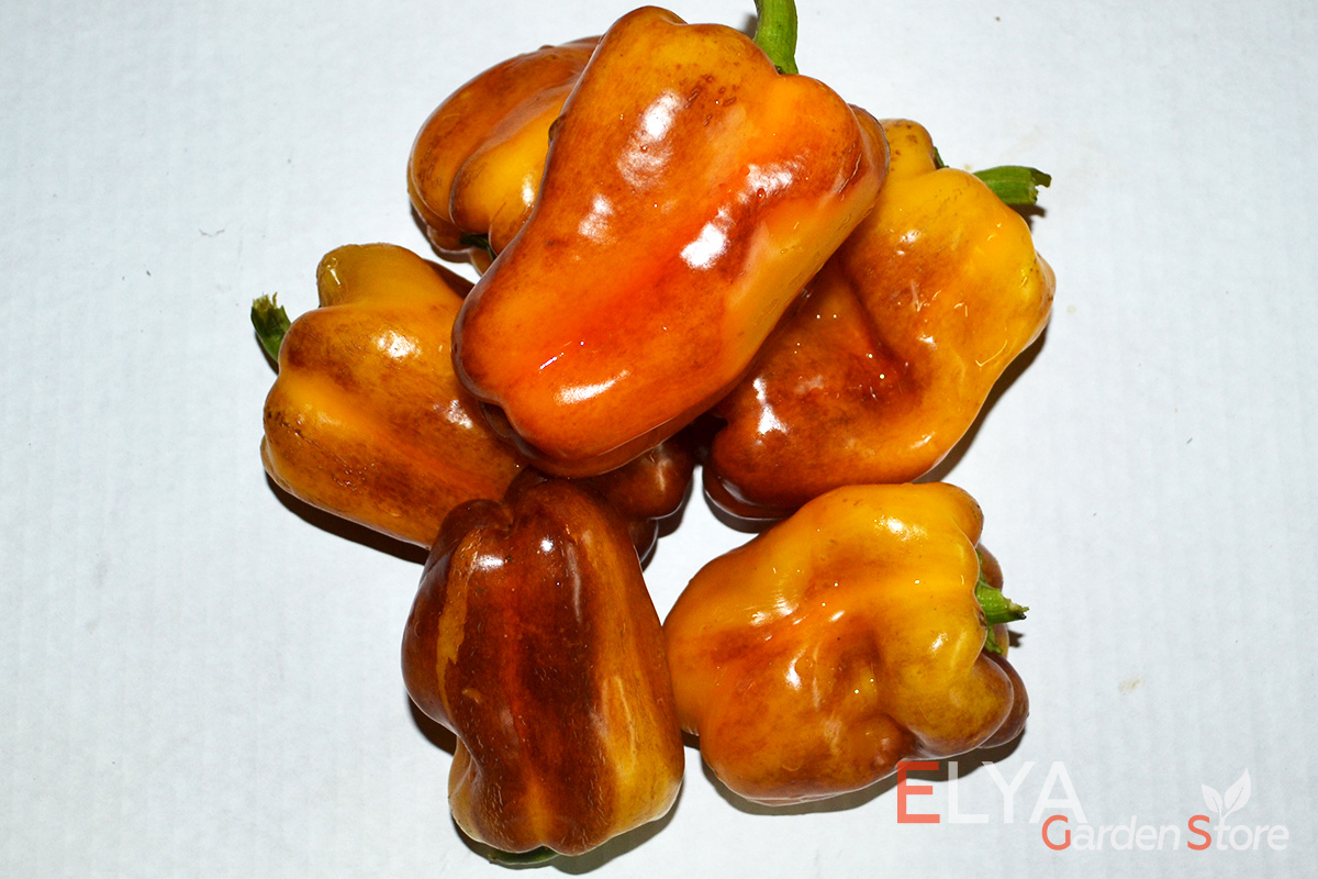 Семена сладкого перца Клякса - отличный неприхотливый коллекционный сорт с необычной расцветкой и приятным свежим вкусом - фото Elya Garden