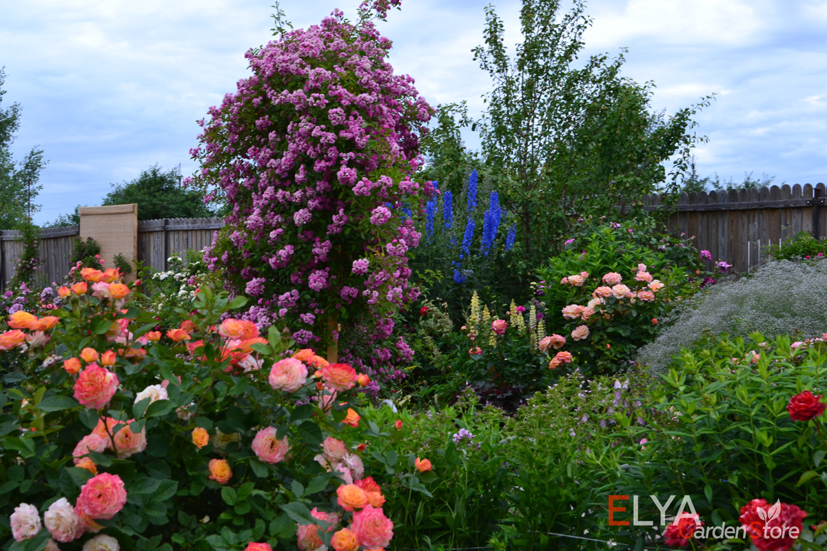 Роза Вартбург - потрясающе красивая плетистая роза с обильным однократным цветением - фото магазина Elya Garden