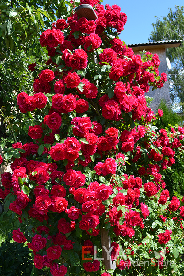 Пышное, по настоящему обильное цветение плетистой розы Фламментанц - фотография магазина Elya Garden