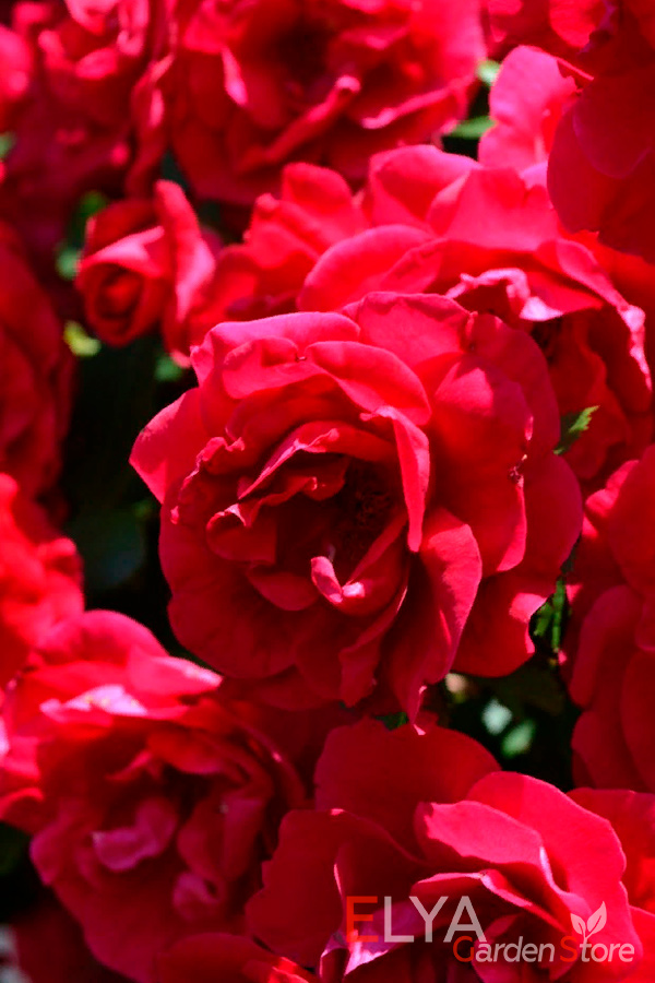 Роза Фламментанц - плетистая роза с цветами невероятного рубинового оттенка - саженцы в магазине Elya Garden - фото