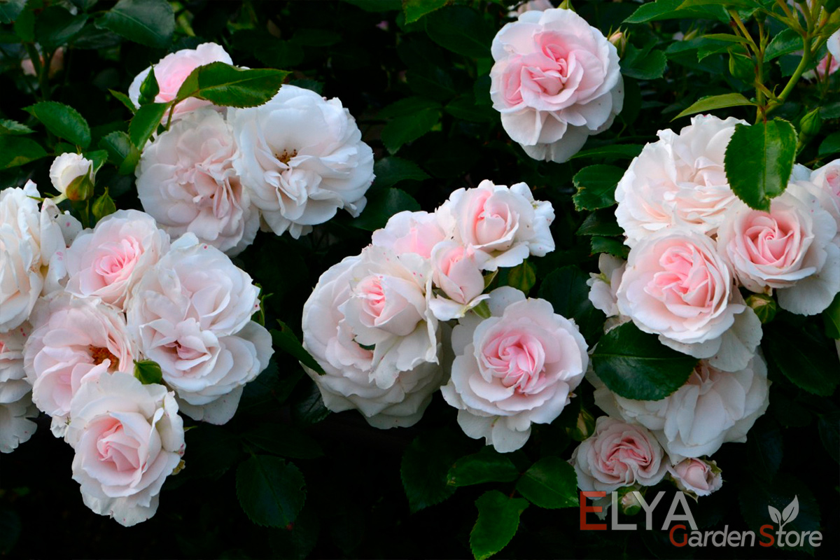 Роза Аспирин - очень красивый, с невероятным пышным цветением сорт - фото магазина саженцев Elya Garden 