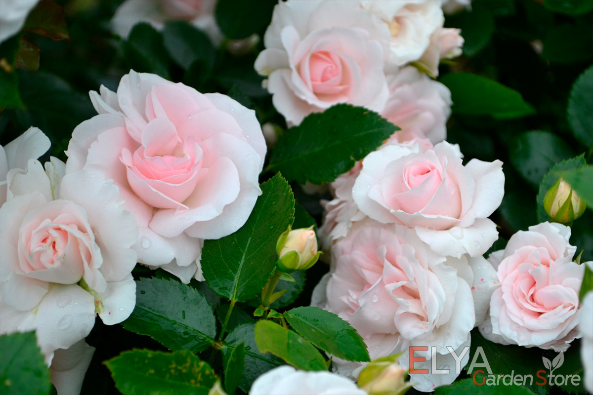 Цветы розы аспирин выглядят нежно благодаря удивительной бело-розовой расцветке, которая проявляется с наступлением прохладной погоды - фотография магазина саженцев Elya Garden