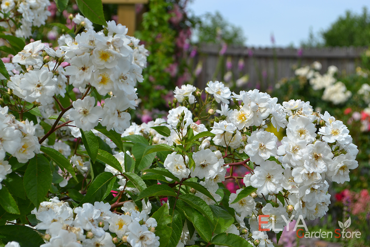 Цветение розы Хэди Гримм - настоящее белое облако из десятков небольших полумахровых розочек - фото Магазина саженцев Elya Garden