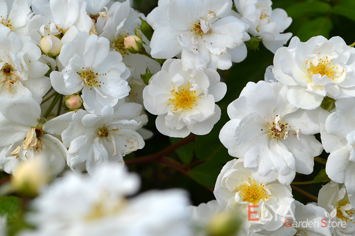Саженец розы Хеди Гримм 0 великолепный мускусный гибрид с очень обильным и практически непрерывным цветением - фото магазина саженцев Elya Garden