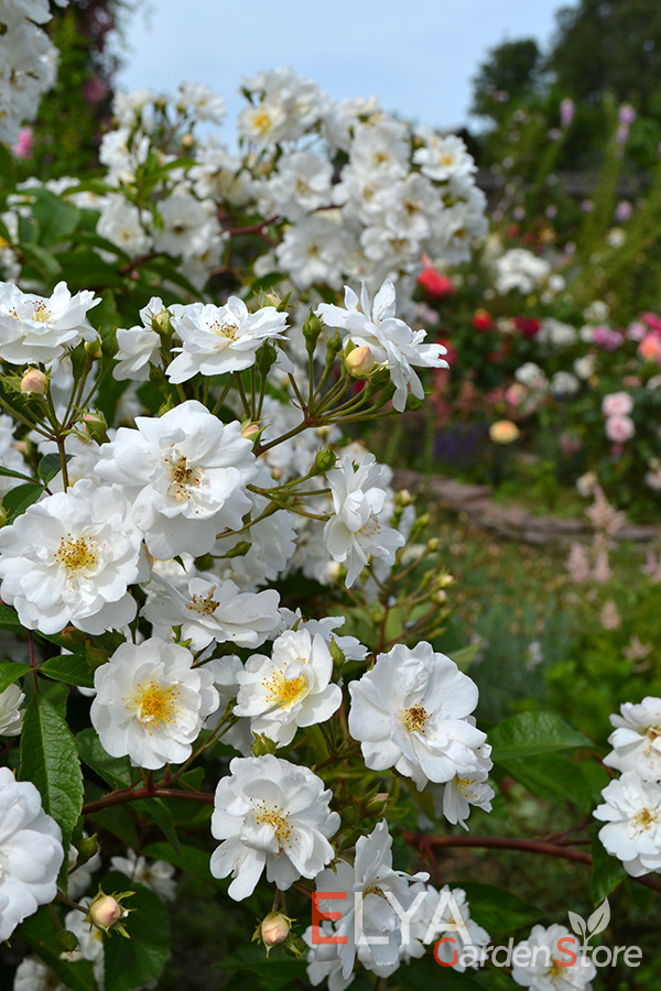 Корнесобственные саженцы розы Хэди Гримм с закрытой корневой системой в магазине питомника Elya Garden