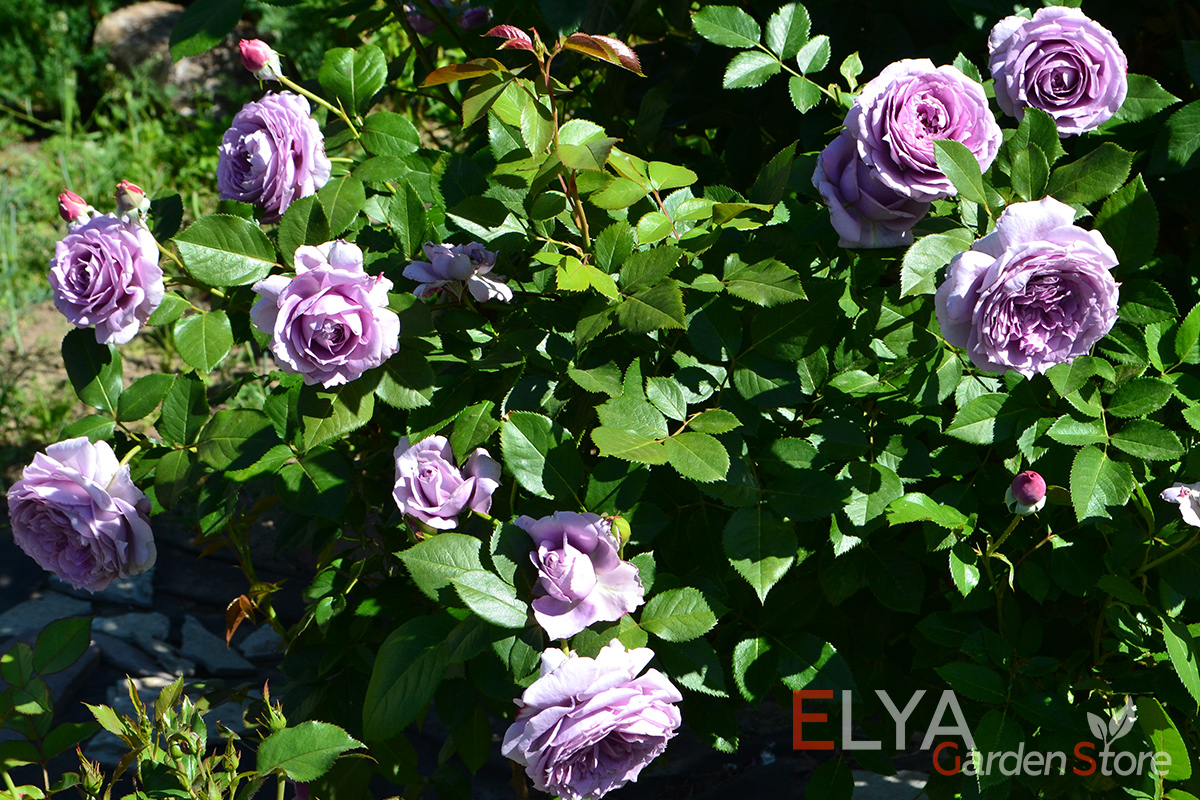 Саженец розы Новалис - один из лучших сортов Кордеса с необычной расцветкой, обильно цветет в две волны - Elya Garden - фото