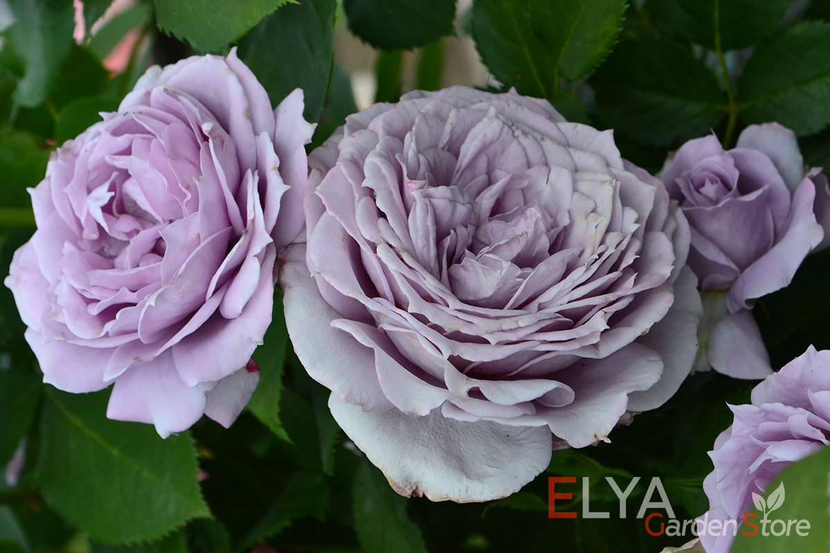 У розы Новалис эффектно выглядят даже отцветающие бутоны, которые приобретают эффектный сероватый налет старины - фотография магазина саженцев Elya Garden