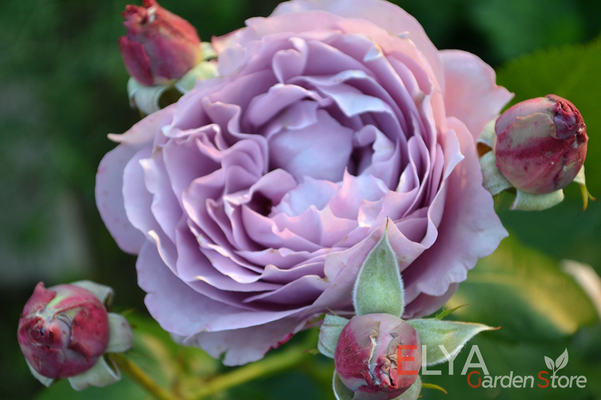 Роза Новалис - великолепные фиолетовые оттенки на лепестках шикарных махровых роз - фото питомника саженцев Elya Garden