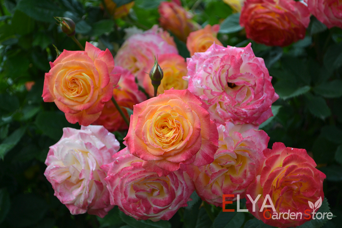 Роза Гартеншпасс - один из красивейших сортов от Кордес с потрясающе широким диапазоном оттенков на лепестках - фото магазина саженцев Elya Garden