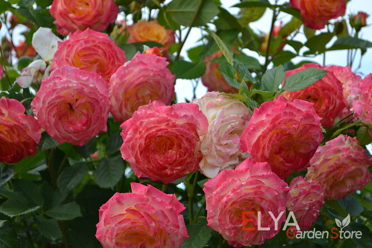 Роза Гартеншпасс цветет просто невероятно обильно! Сотни бутонов на одном кусте - фото магазина саженцев Elya Garden