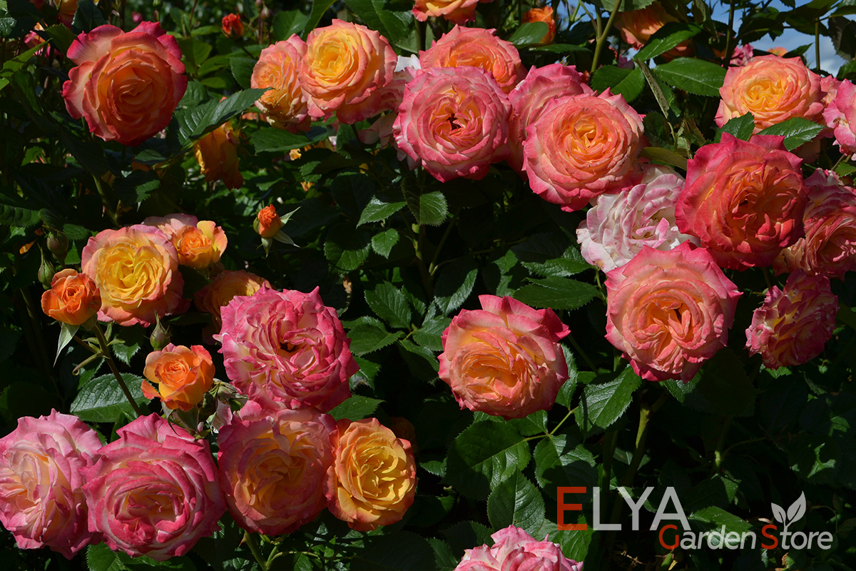 Саженец розы Гартеншпасс - корнесобственный, с закрытой корневой в магазине Elya Garden - фотография