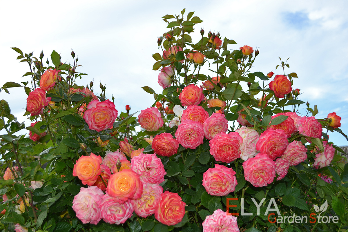 Весь спектр оттенков на лепестках розы Гартеншпасс - саженцы в магазине Elya Garden с бесплатной доставкой - фото