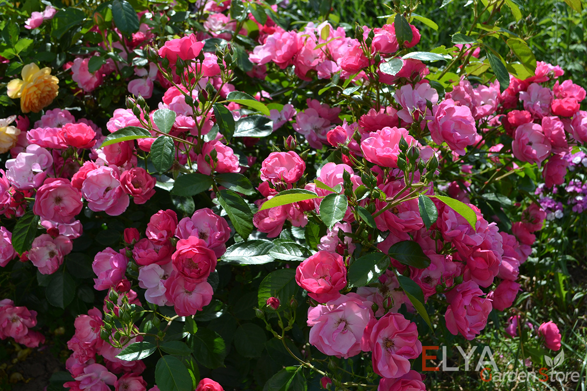 Роза Анжела на пике цветения играет всеми оттенками розового на лепестках небольших полумахровых розочек - фото магазина саженцев Elya Garden