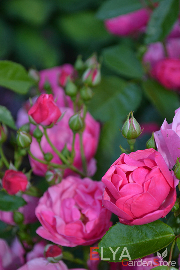 Корнесобственные саженцы розы Анжела с бесплатной доставкой в магазине Elya Garden - фотография