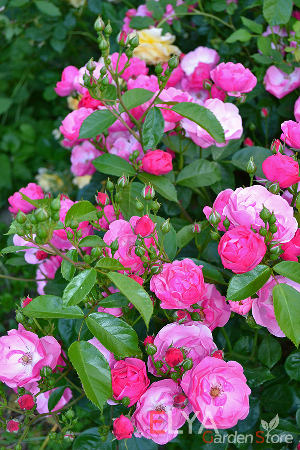 Анжела - одна из самых лучших роз флорибунда - простая в уходе, обильно цветет, не выгорают на солнце и не портятся дождями - фото магазина саженцев Elya Garden