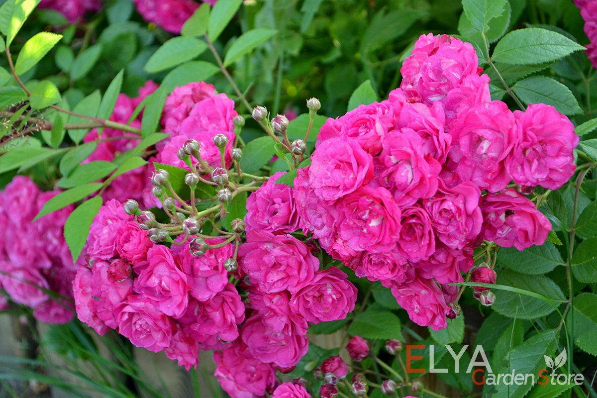 Роза Динки - ярко и обильно цветет, ничем не болеет - фото интернет-магазина саженцев Elya Garden 