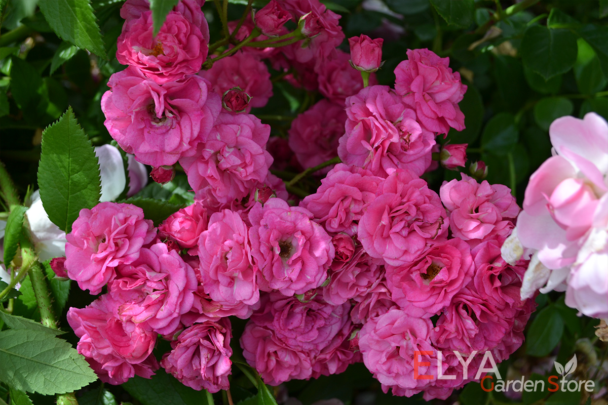 Саженец розы Динки, корнесобственный, с закрытой корневой системой - в интернет-магазине Elya Garden - фотография