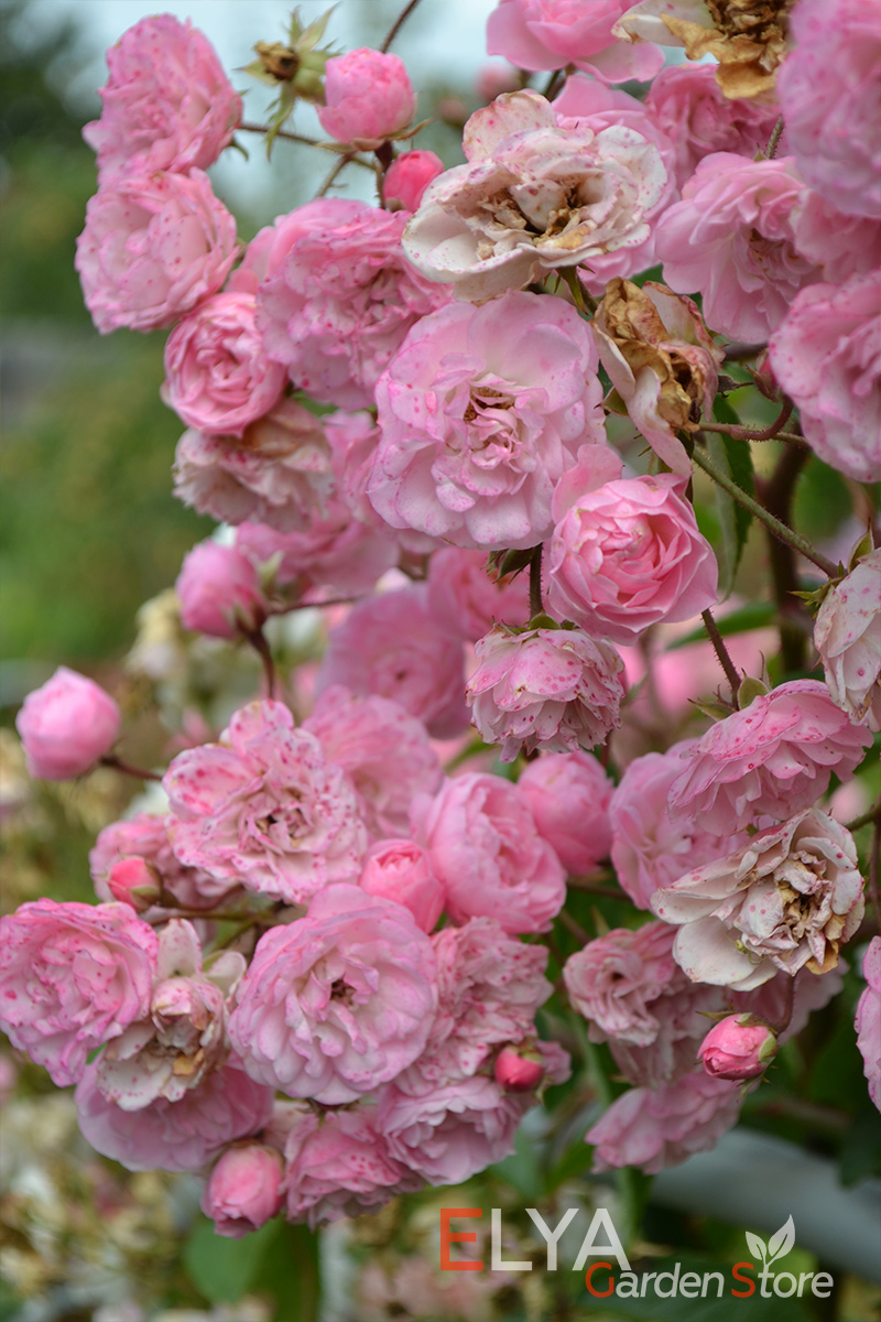 Саженец розы Хэвенли Пинк - корнесобственный, с закрытой корневой системой, можно купить в питомнике Elya garden - фотография