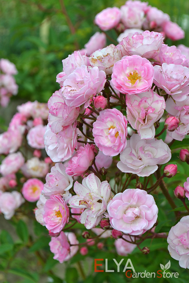 Саженец розы Хэвенли Пинк - все оттенки великолепного розового - фото магазина Elya Garden 