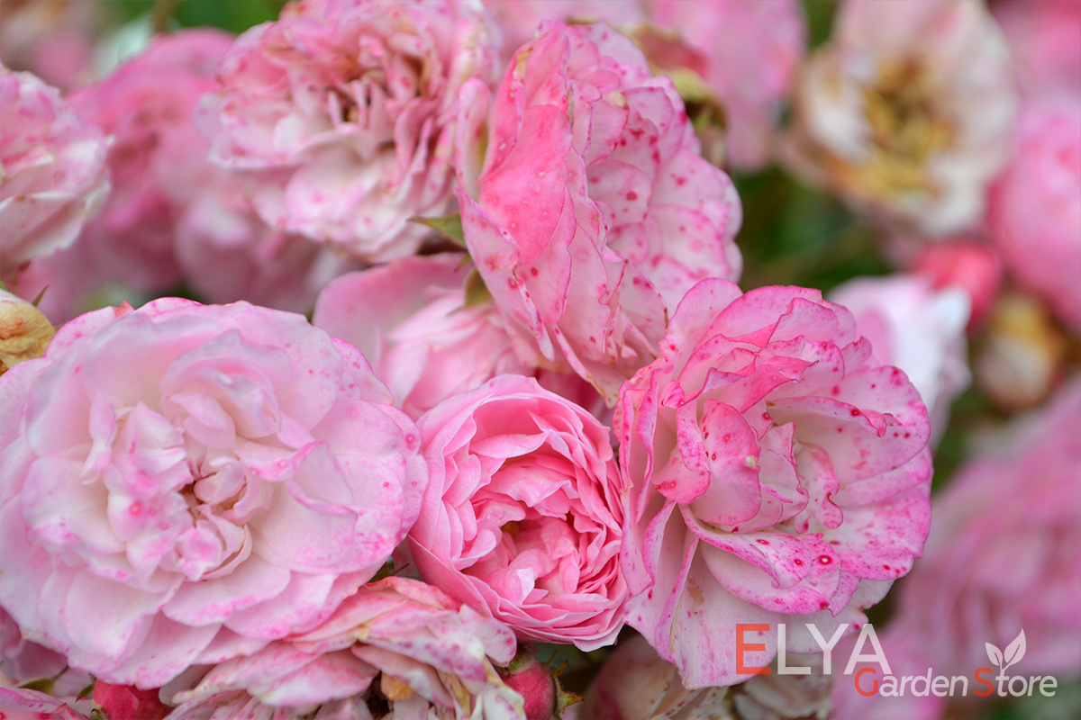 Великолепный мускусный гибрид - роза Хэвенли Пинк - впечатляющая расцветка, обильное цветение - фото магазина саженцев Elya Garden 