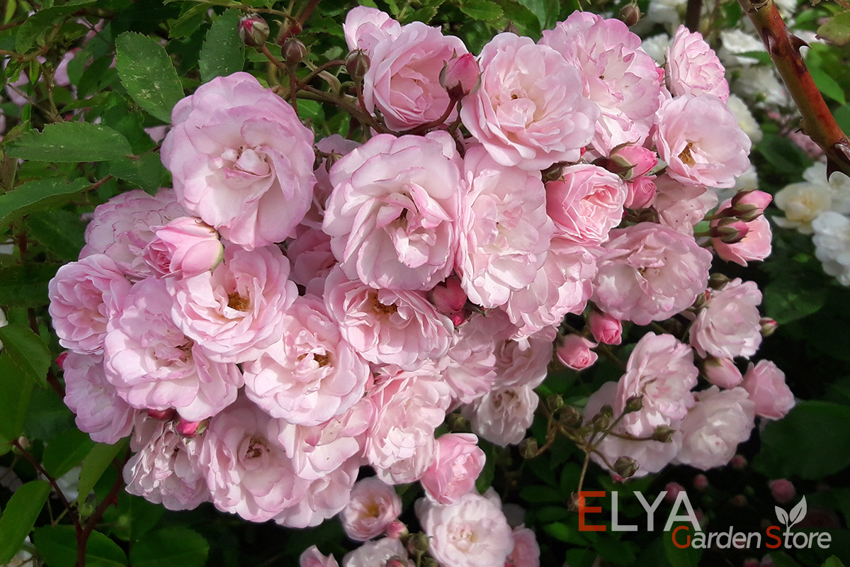 Роза Хэвенли Пинк - мускусный гибрид, отлично зимует, устойчива к заболеваниям, невероятно обильно цветет - саженцы в магазине Elya Garden