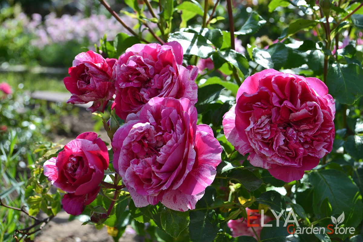 Роза Инес Састре порадует уникальной расцветкой каждого распустившегося бутона - фото магазина саженцев Elya Garden