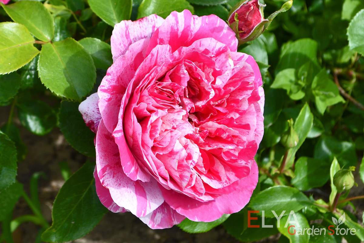 Великолепная расцветка махровых цветов розы Инес Састре - фото питомника саженцев Elya Garden