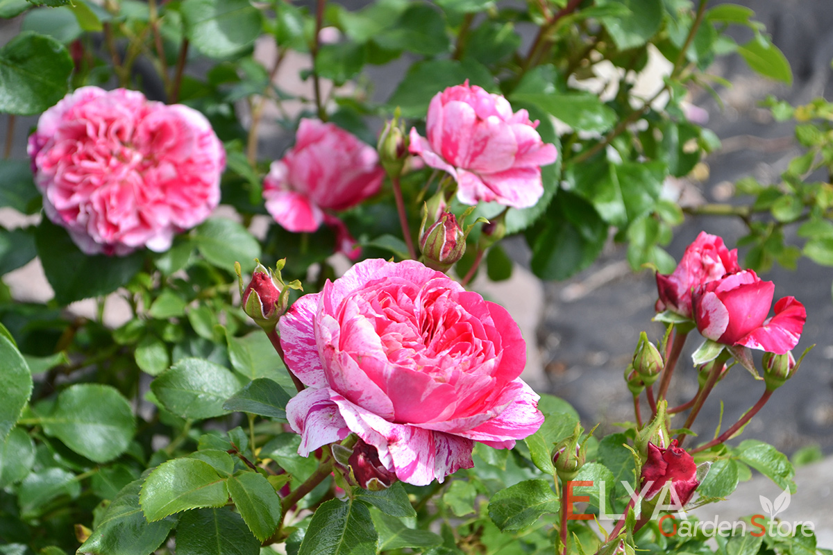 Саженец плетистой розы Инес Састре - великолепное цветение, совсем без шипов - фото магазина Elya Garden