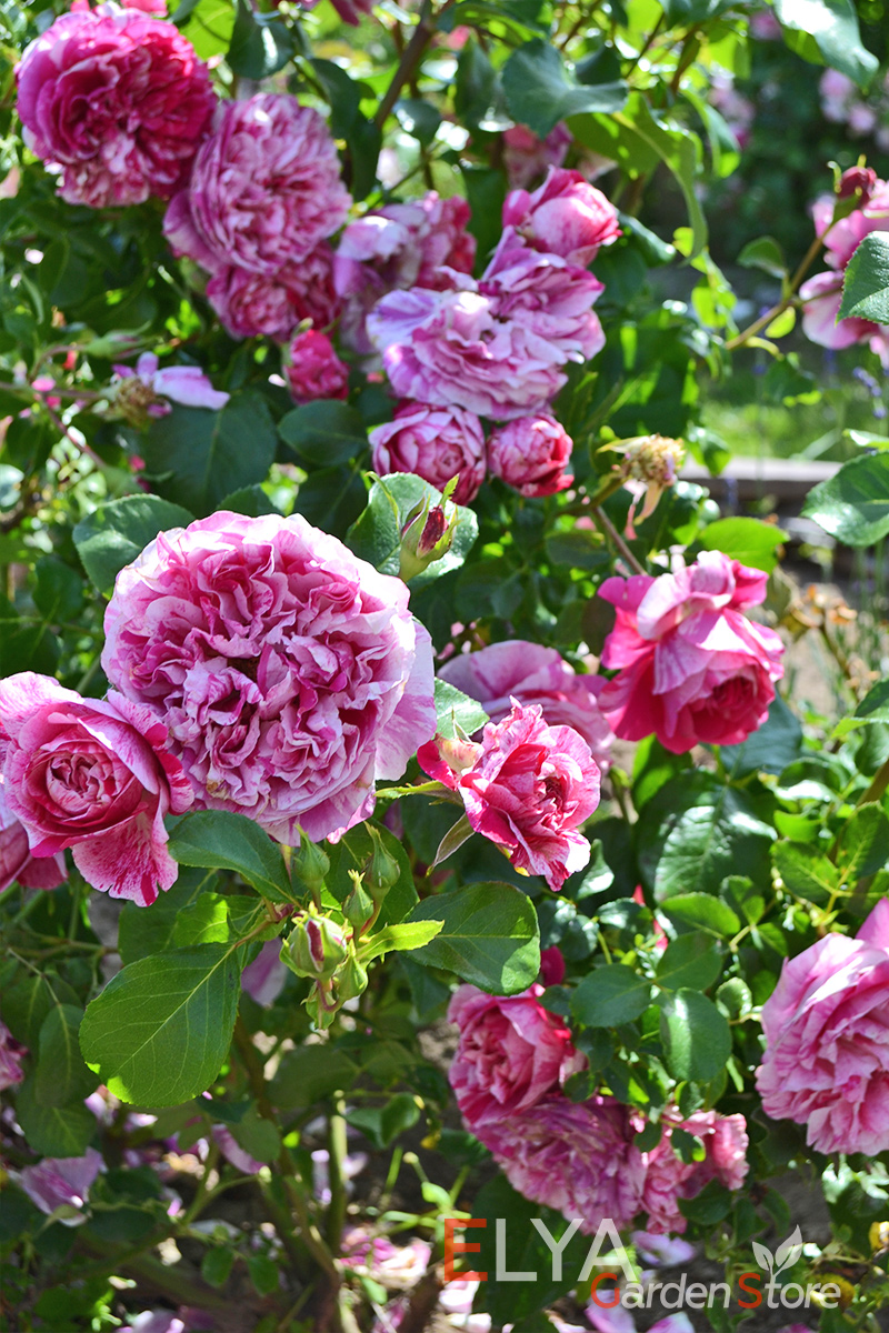 Роза Инес Састре цветет большими махровыми цветами удивительной расцветки - фотография Elya Garden