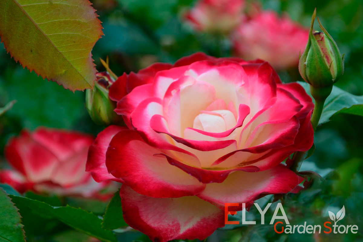Саженец розы Юбилей Принца Монако - невероятно красивый сорт, цветет обильно и продолжительно, настоящий шедевр от Мейян - фото магазина Elya Garden