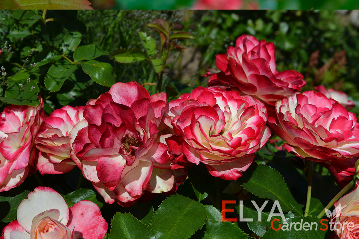 Цветение розы Юбилей Принца Монако - корнесобственные саженцы роз в магазине Elya Garden - фотография