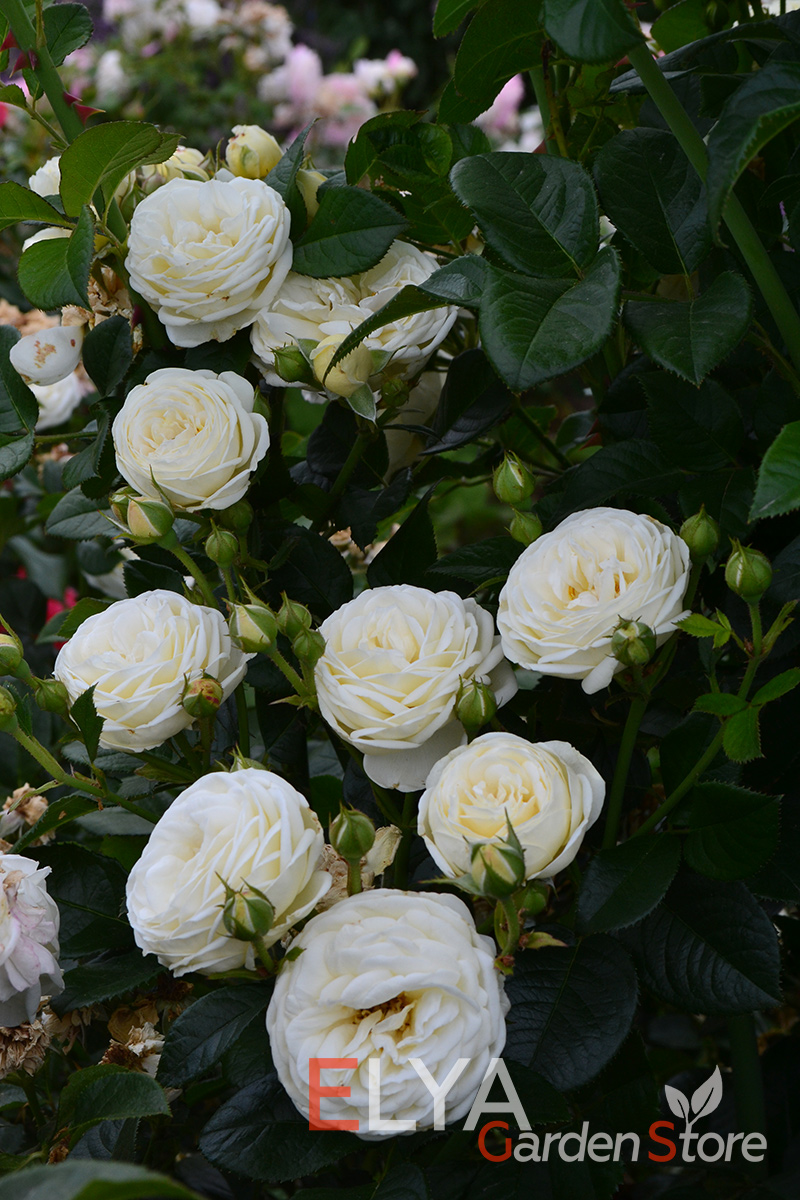 В самой глубине цветов розы Артемис спрятались теплые желтые тона, благодаря которым каждое соцветие выглядит просто шикарно - фотография магазина саженцев Elya Garden