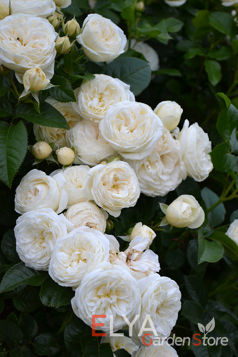 Саженец розы Артемис - корнесобственный (не привитой) с закрытой корневой системой в магазине питомника Elya Garden - фотография