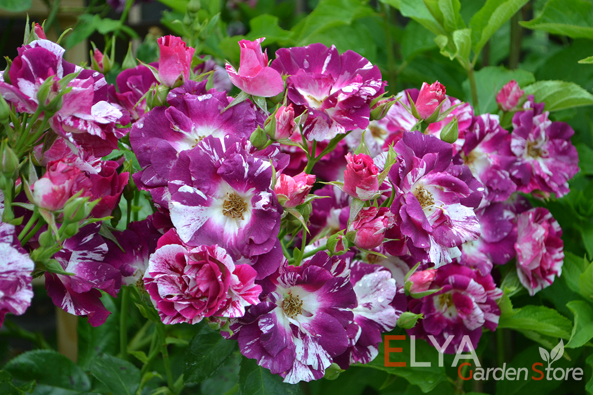 Саженец розы Перпл Сплэш с необычной, уникальной расцветкой каждого бутона - фото магазина Elya Garden