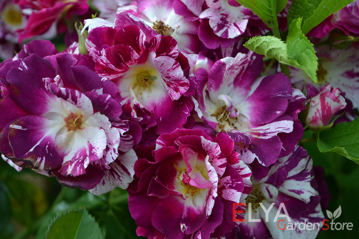 Роза Перпл Сплэш - каждый цветок - настоящее произведение искусства - саженцы в магазине Elya Garden