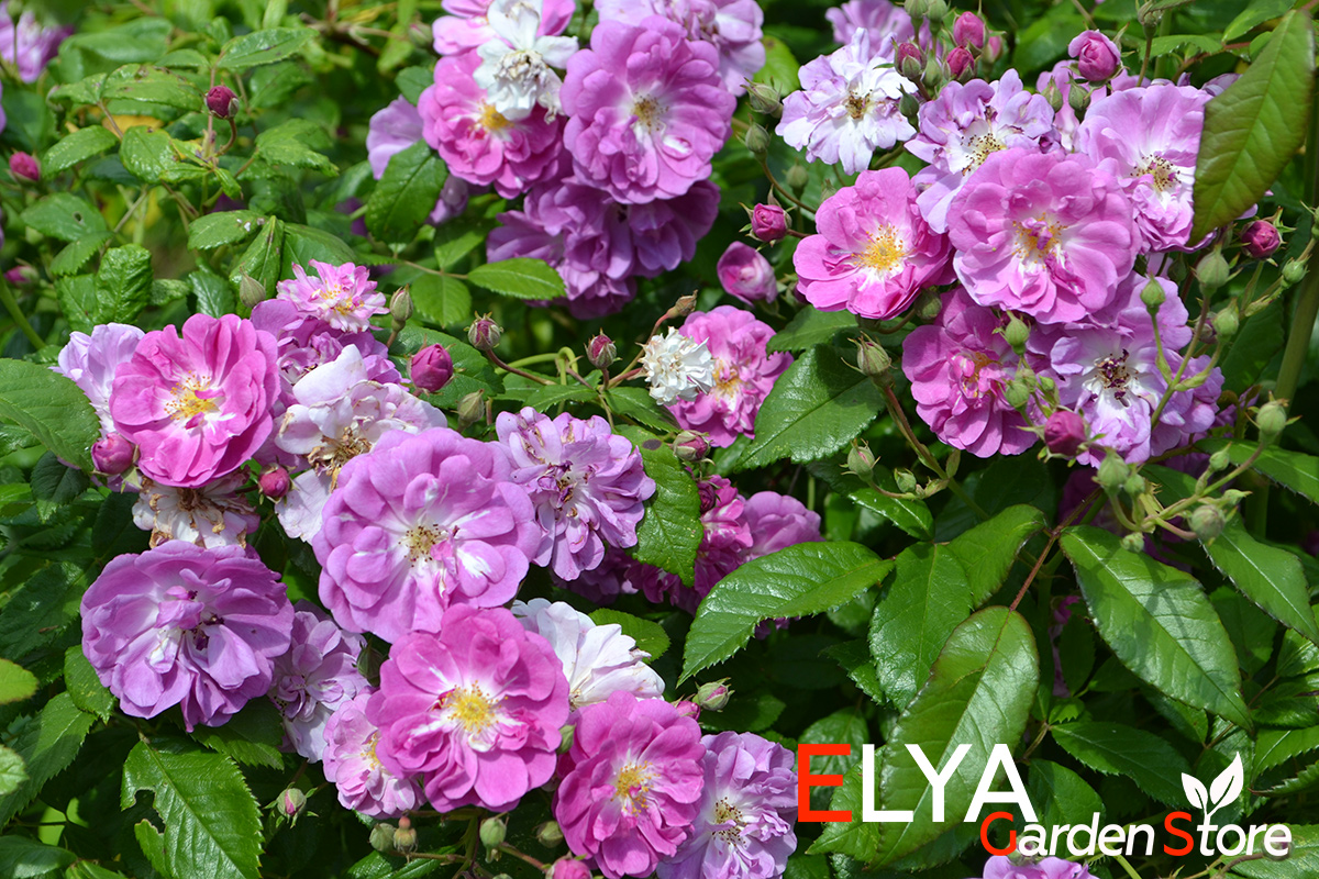 Роза Перпл Скайлайнер - обильно цветущий рамблер, великолепные пурпурные оттенки, легкий приятный аромат - фото магазина саженцев Elya Garden